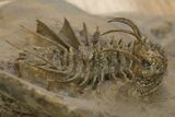 Odontopleurid (Ceratocephala?) Trilobite - Very Rare! #334840-4